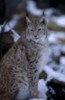 Photo du Lynx boréal